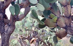 San Miguel Holistic Sanctuary - San Miguel de Allende, Mexico