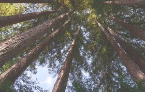 Wine Country Luxury in the Redwoods w/ Hot Tub and Fire Pit - Cazadero, California