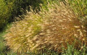 Wine Country Luxury in the Redwoods w/ Hot Tub and Fire Pit - Cazadero, California