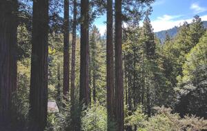 Wine Country Luxury in the Redwoods w/ Hot Tub and Fire Pit - Cazadero, California