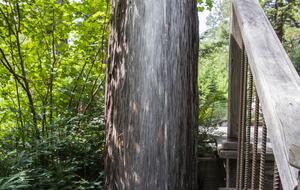 Wine Country Luxury in the Redwoods w/ Hot Tub and Fire Pit - Cazadero, California