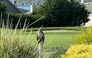 Hawk perched and actively hunting at edge of backyard.