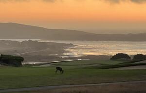 View onto 14th fairway with deer grazing at sunset.