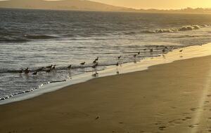 Shorebirds at sunset at Pinnacle Beach.