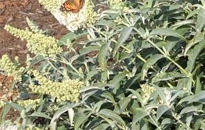 Abundance of native plants and wildlife with unfenced yards.