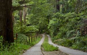The Grand Lodge | Fernglen Forest Retreat - Mount Dandenong, Australia
