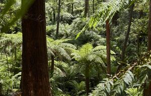 The Grand Lodge | Fernglen Forest Retreat - Mount Dandenong, Australia