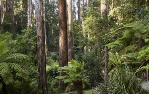 The Grand Lodge | Fernglen Forest Retreat - Mount Dandenong, Australia