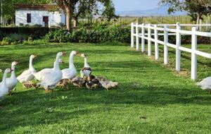 Manor House Fijndraai Estate - Stellenbosch, South Africa