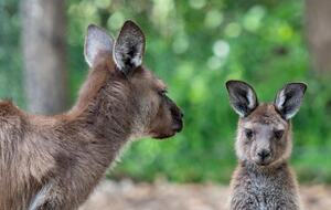 Some of the neighbors at Healesville Sanctuary only 800m away