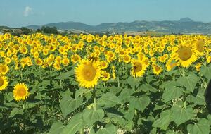 La Trovata | Country Retreat - Recanati, Italy