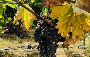Palazzo Grande (R) - Corciano (Umbria), Italy