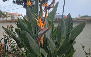 SoCal Beach Living | Steps to the Beach & Carlsbad Village - Carlsbad, California