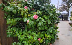 SoCal Beach Living | Steps to the Beach & Carlsbad Village - Carlsbad, California