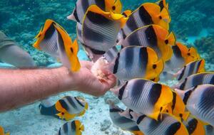 All-Inclusive 7-night TERRA Experience at Mimosa House (Private) - Bequia, Saint Vincent and the Grenadines