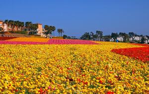 Three miles from Carlsbad Flower Fields