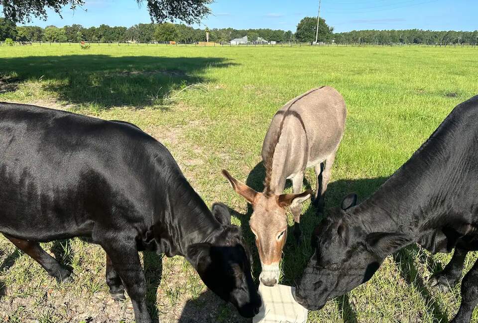 Serene Florida Farm - Umatilla, Florida