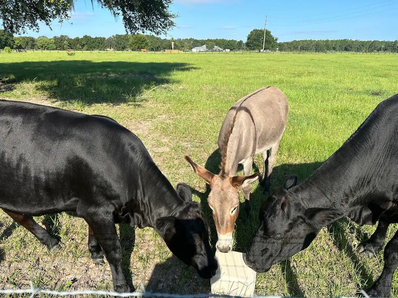 Serene Florida Farm - Umatilla, Florida