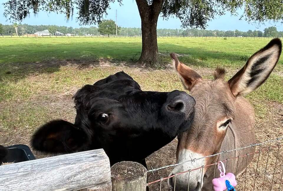 Serene Florida Farm - Umatilla, Florida