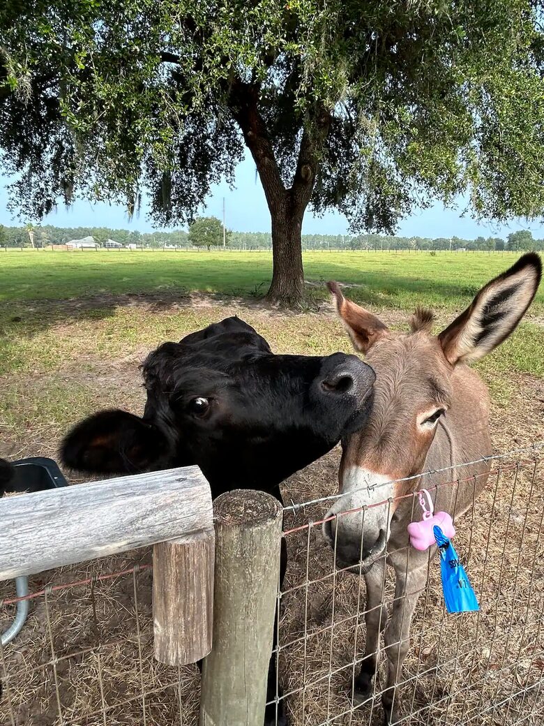 Serene Florida Farm - Umatilla, Florida