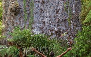 Onepu Moana Holiday Home - Oponini, Hokianga, New Zealand