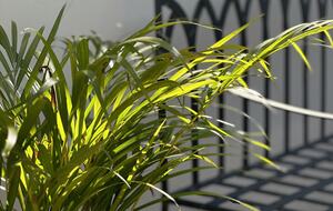 Casa Gaviota - MERIDA, Mexico