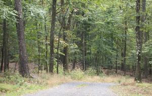 Forest Lodge in the Berkshires - Hillsdale, New York