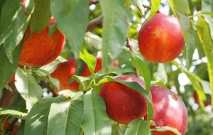 Forest Lodge in the Berkshires - Hillsdale, New York