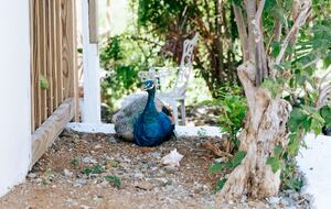 The Moon | Garden Suite - St John, Virgin Islands, U.S.