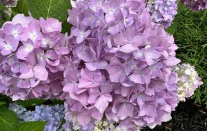 Mitten Getaway on All-Sports Tan Lake - Oxford, Michigan