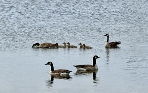Mitten Getaway on All-Sports Tan Lake - Oxford, Michigan