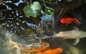 Koi fish pond