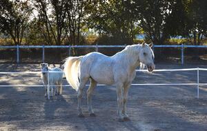Valhall House - Sonoma, California