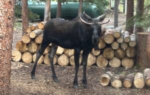 Large Log Home on a Private Acre with a Pond - Breckenridge, Colorado