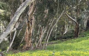 Rosebud Retreat Oceanside with serene canyon views - Oceanside, California