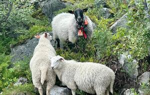 Maurset Lodge - Vøringsfoss, Norway