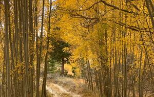 Aspens in the fall