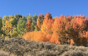 Fall color in the open space
