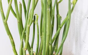 Goldie Point - Barnegat Light, New Jersey