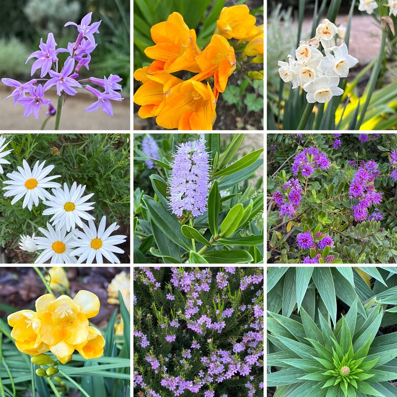 Olivo Santo Estate - Laguna de Zapallar, Chile