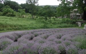 Lavender Hill Estate | Private 37 acres,1.5 hour from NYC, Heated Pool, Jacuzzi - Pine Bush, New York