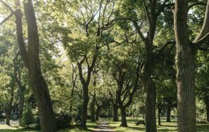Outremont Park - Outremont, Canada