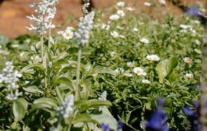 Bunnyconnellen | The Homestead and Hillview Cottage - Plainby, Australia