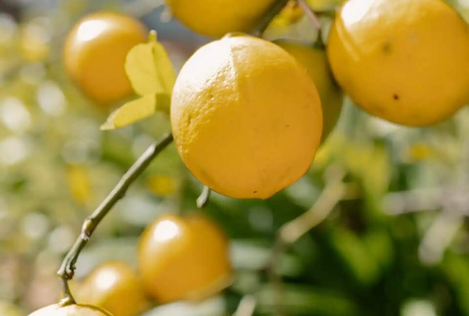 Bunnyconnellen | The Homestead and Hillview Cottage - Plainby, Australia