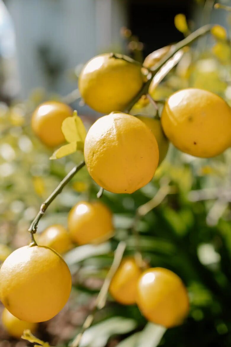 Bunnyconnellen | The Homestead and Hillview Cottage - Plainby, Australia