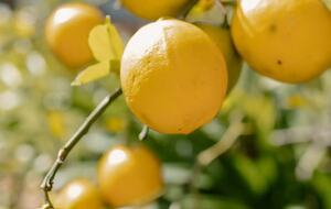 Bunnyconnellen | The Homestead and Hillview Cottage - Plainby, Australia