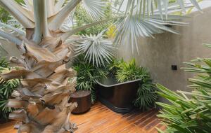 Acre Resort - 3 bedroom Jungle Villa - San Jose del Cabo, Mexico