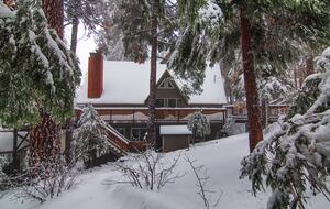 Fallen Timber - Lake Arrowhead, California