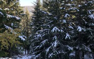 Schweitzer Mountain Cabin - Sandpoint, Idaho