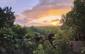 Serenity in the Jungle - Puerto Morelos, Mexico